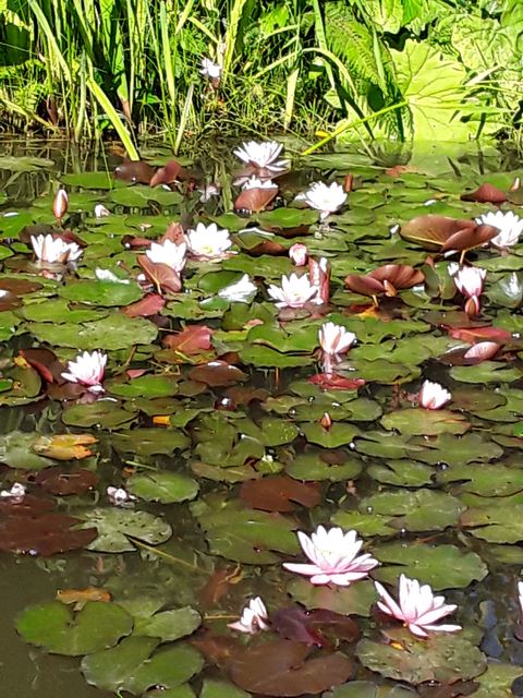 Les 6ème à Terra Botanica